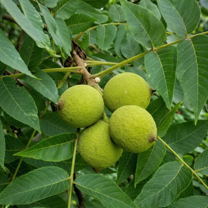 Black Walnut Tree Seeds Juglans nigra – Hardwood Timber Tree Seeds
