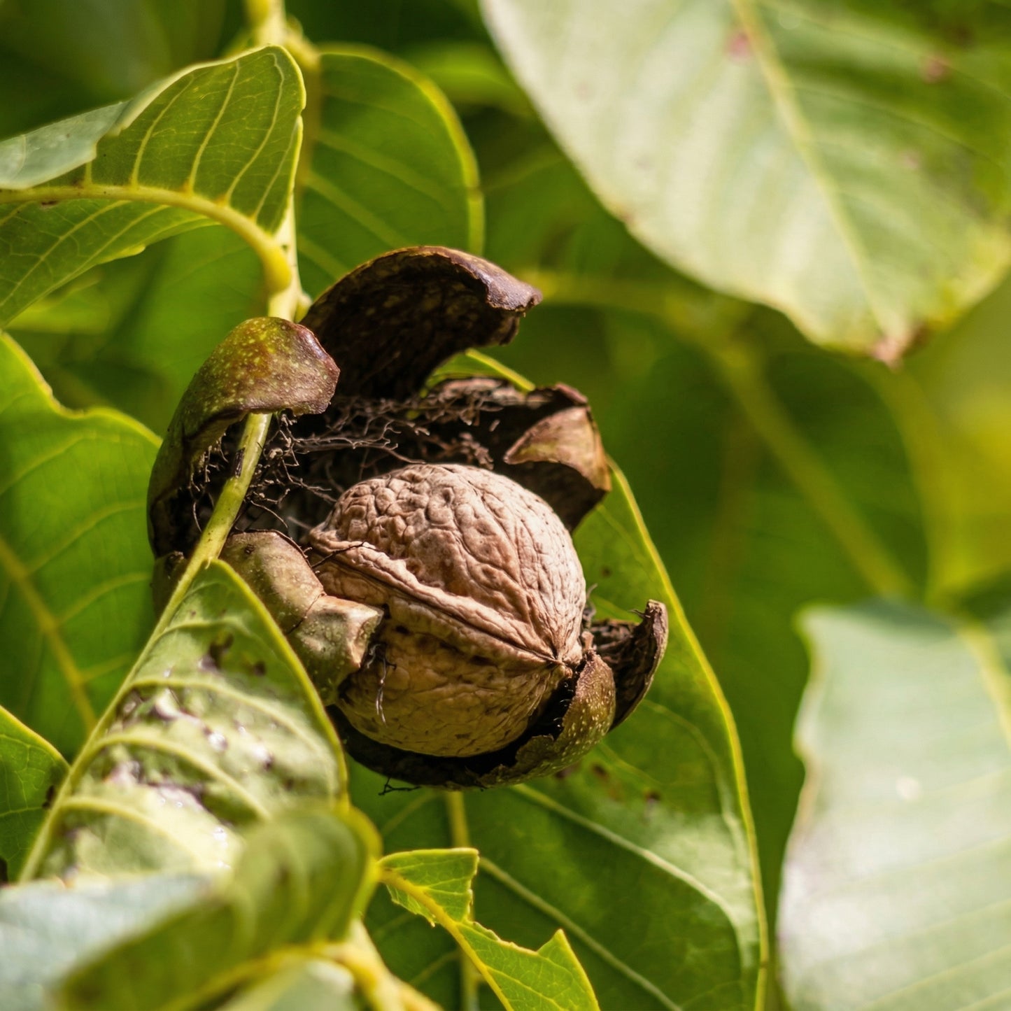 Black Walnut Tree Seeds Juglans nigra – Hardwood Timber Tree Seeds