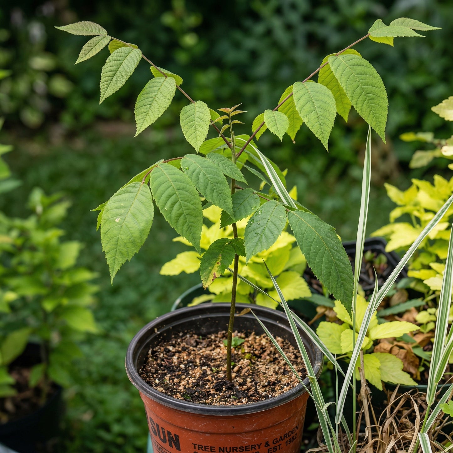 Black Walnut Tree Seeds Juglans nigra – Hardwood Timber Tree Seeds