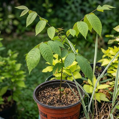 Black Walnut Tree Seeds Juglans nigra – Hardwood Timber Tree Seeds