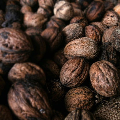 Black Walnut Tree Seeds Juglans nigra – Hardwood Timber Tree Seeds