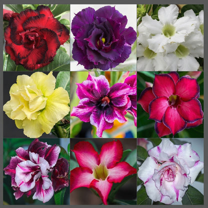 Desert Rose Seeds Adenium Obesum – Mixed Color Exotic Succulent Seeds
