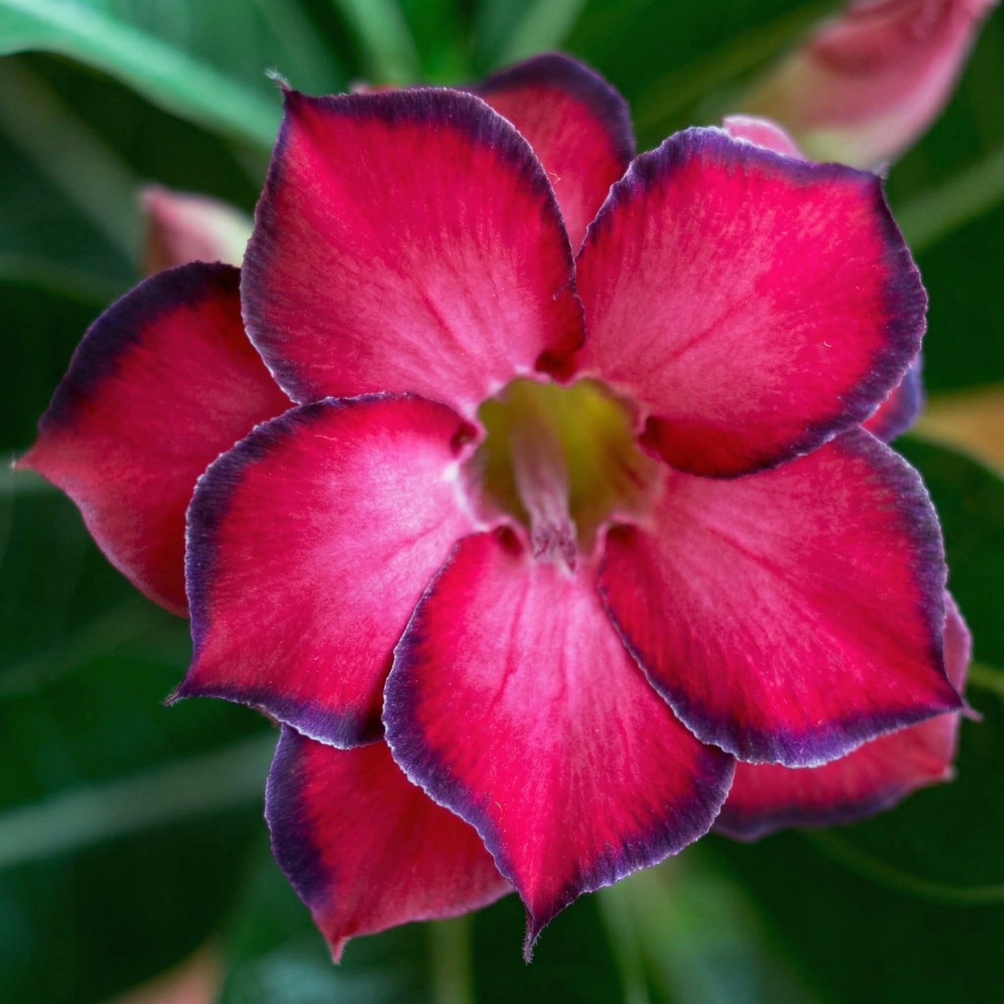 Desert Rose Seeds Adenium Obesum – Mixed Color Exotic Succulent Seeds