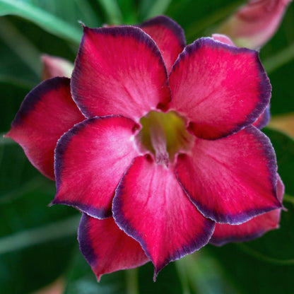 Desert Rose Seeds Adenium Obesum – Mixed Color Exotic Succulent Seeds