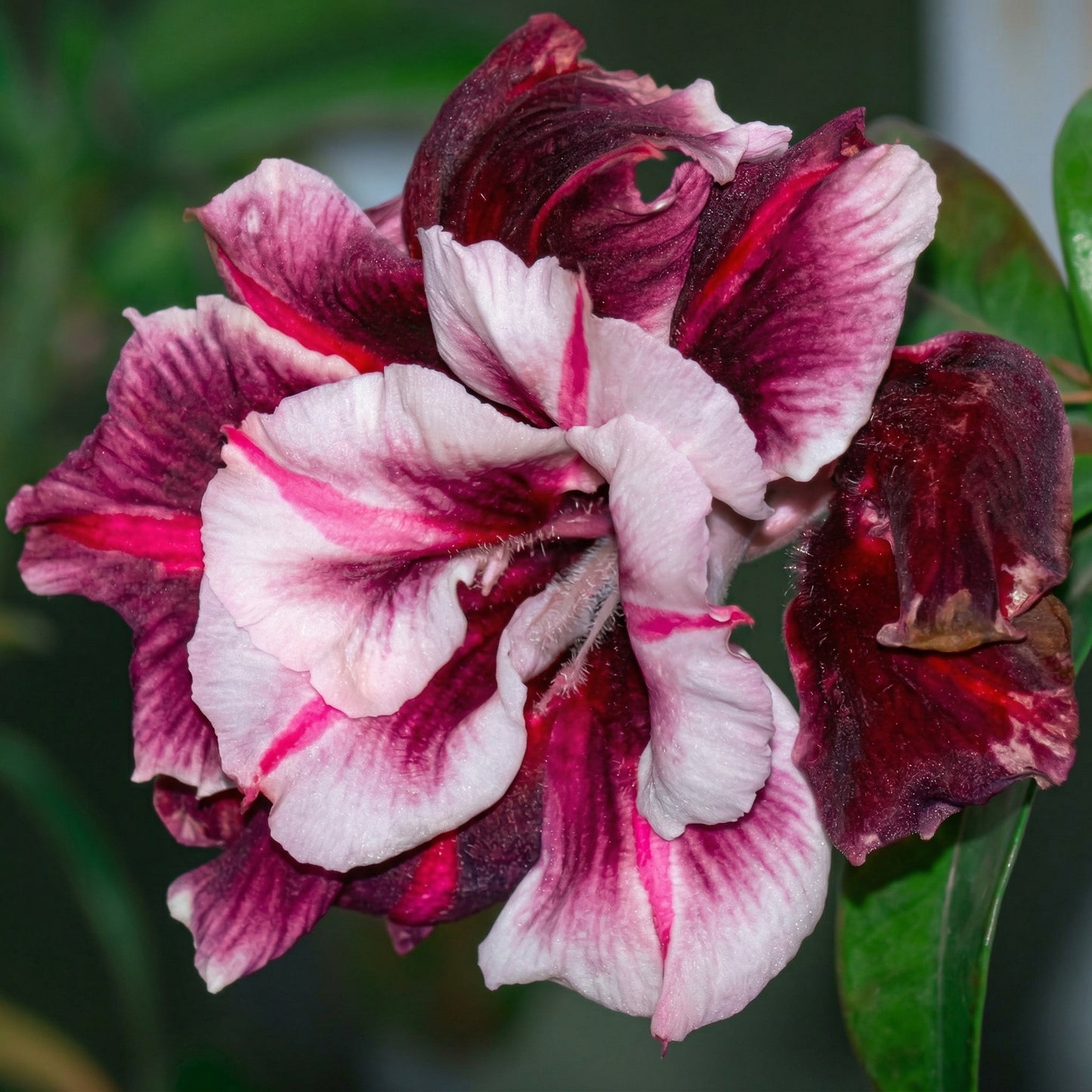 Desert Rose Seeds Adenium Obesum – Mixed Color Exotic Succulent Seeds