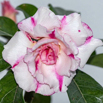 Desert Rose Seeds Adenium Obesum – Mixed Color Exotic Succulent Seeds