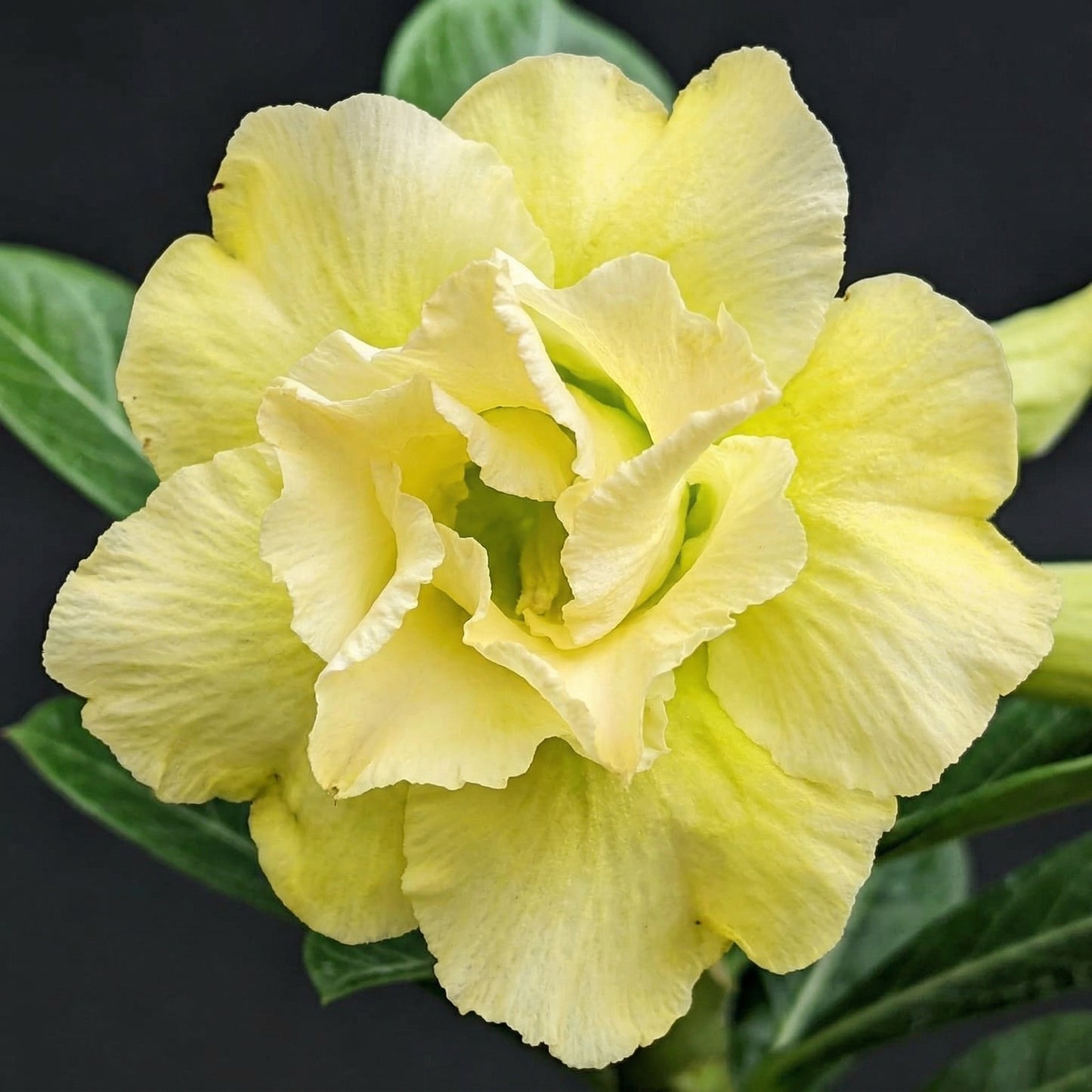 Desert Rose Seeds Adenium Obesum – Mixed Color Exotic Succulent Seeds