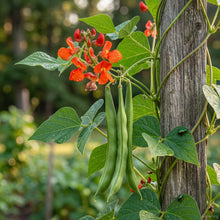Scarlet Runner Bean Pole Seeds – Red Flower Vining Vegetable Seeds