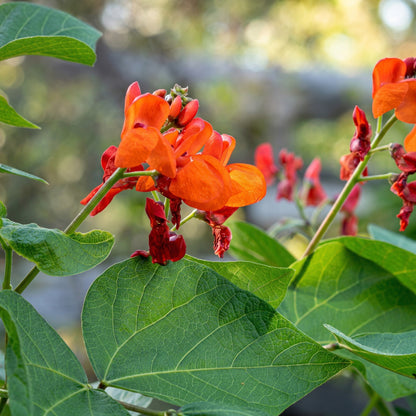 Scarlet Runner Bean Pole Seeds – Red Flower Vining Vegetable Seeds