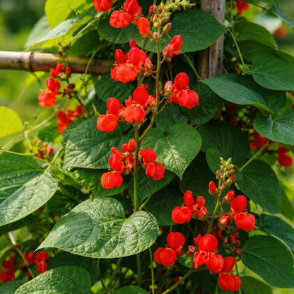 Scarlet Runner Bean Pole Seeds – Red Flower Vining Vegetable Seeds