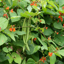 Scarlet Runner Bean Pole Seeds – Red Flower Vining Vegetable Seeds