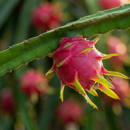 Red Dragon Fruit Seeds Pitaya – Exotic Cactus Fruit Heirloom Seeds
