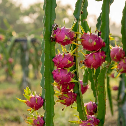 Red Dragon Fruit Seeds Pitaya – Exotic Cactus Fruit Heirloom Seeds