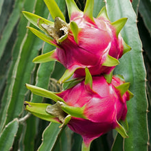 Red Dragon Fruit Seeds Pitaya – Exotic Cactus Fruit Heirloom Seeds