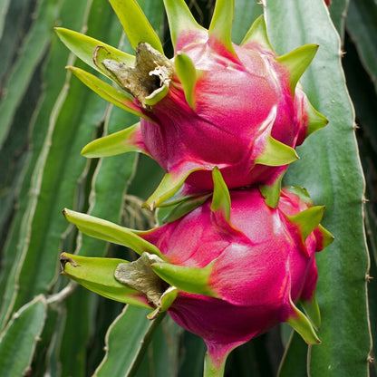 Red Dragon Fruit Seeds Pitaya – Exotic Cactus Fruit Heirloom Seeds