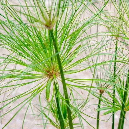 Cyperus Papyrus Seeds – Egyptian Nile Grass Ornamental Water Plant Seeds