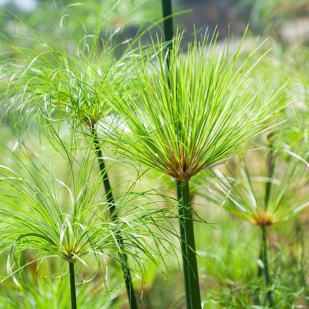 Cyperus Papyrus Seeds – Egyptian Nile Grass Ornamental Water Plant Seeds