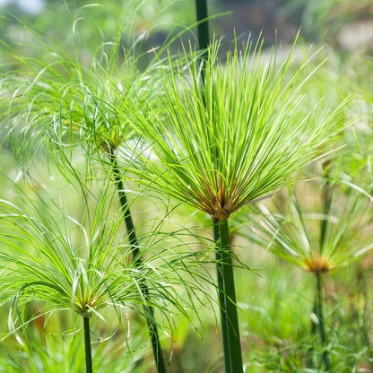 Cyperus Papyrus Seeds – Egyptian Nile Grass Ornamental Water Plant Seeds