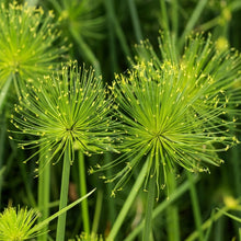 Cyperus Papyrus Seeds – Egyptian Nile Grass Ornamental Water Plant Seeds