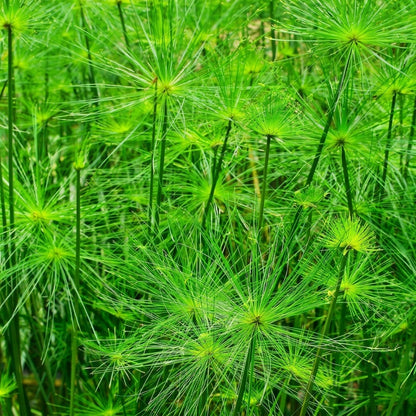Cyperus Papyrus Seeds – Egyptian Nile Grass Ornamental Water Plant Seeds