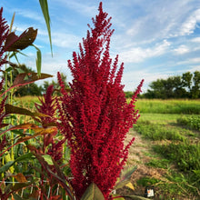 Red Garnet Amaranth Seeds – Colorful Heirloom Leafy & Ornamental Seeds
