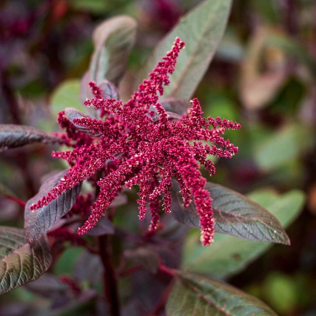 Red Garnet Amaranth Seeds – Colorful Heirloom Leafy & Ornamental Seeds