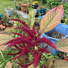 Red Garnet Amaranth Seeds – Colorful Heirloom Leafy & Ornamental Seeds