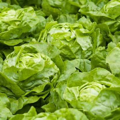 Buttercrunch Lettuce Seeds – Butterhead Boston Bibb Heirloom Salad Greens