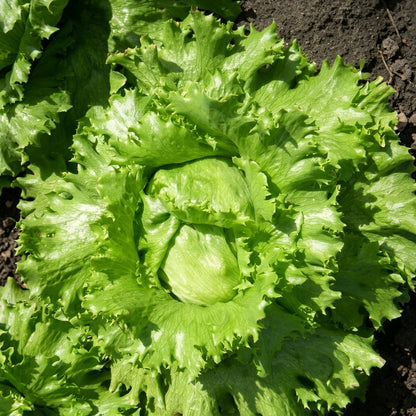 Buttercrunch Lettuce Seeds – Butterhead Boston Bibb Heirloom Salad Greens