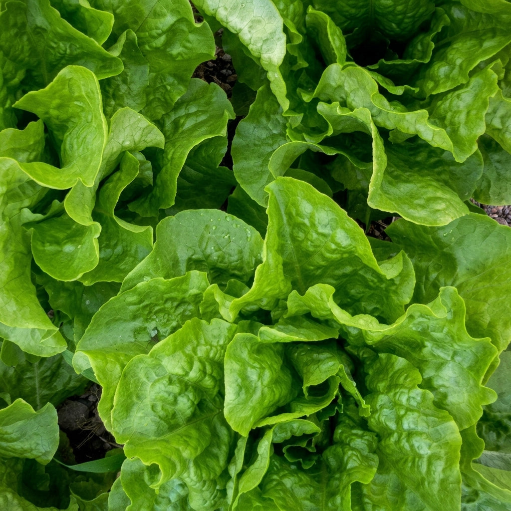 Buttercrunch Lettuce Seeds – Butterhead Boston Bibb Heirloom Salad Greens