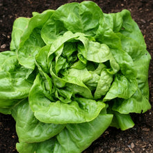 Buttercrunch Lettuce Seeds – Butterhead Boston Bibb Heirloom Salad Greens