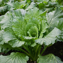 Michihili Chinese Cabbage Seeds – Heirloom Crisp Leafy Vegetable Seeds