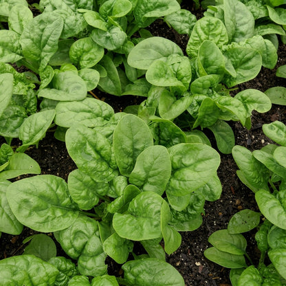 Bloomsdale Long Standing Spinach Seeds – Heirloom Leafy Vegetable Seeds