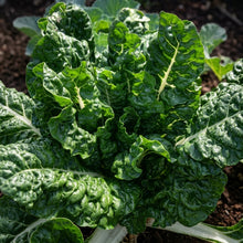 Bloomsdale Long Standing Spinach Seeds – Heirloom Leafy Vegetable Seeds