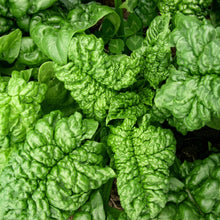 Bloomsdale Long Standing Spinach Seeds – Heirloom Leafy Vegetable Seeds