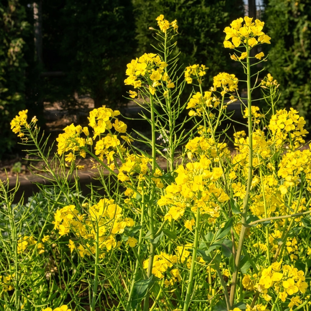 Rapeseed Brassica Seeds – Cold Tolerant Ornamental & Edible Flower Seeds