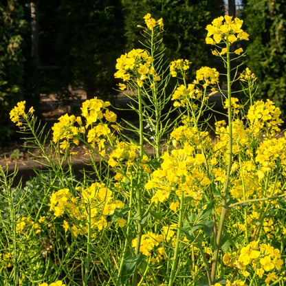 Rapeseed Brassica Seeds – Cold Tolerant Ornamental & Edible Flower Seeds