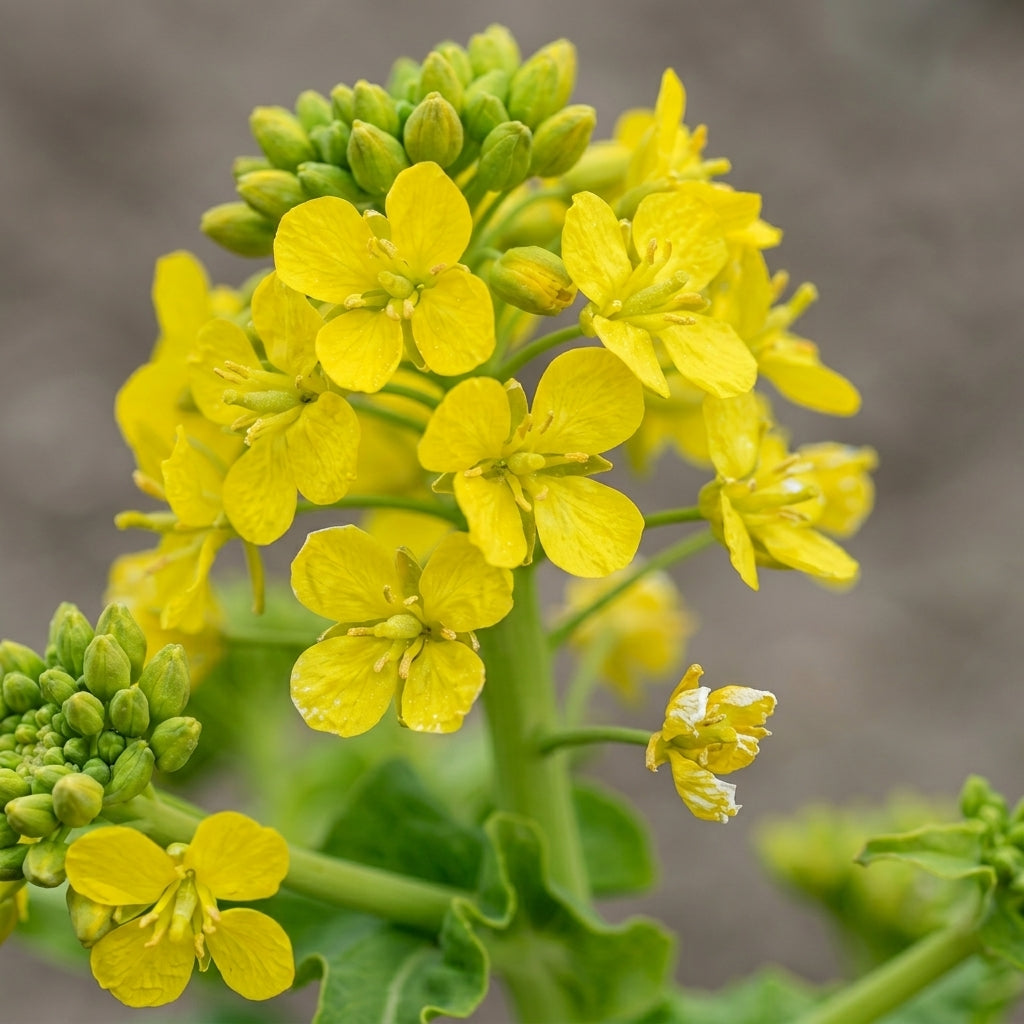 Rapeseed Brassica Seeds – Cold Tolerant Ornamental & Edible Flower Seeds