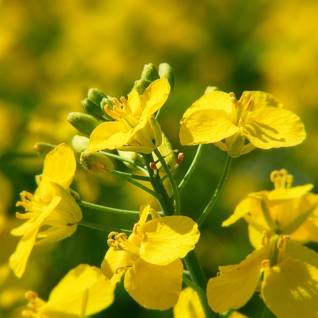 Rapeseed Brassica Seeds – Cold Tolerant Ornamental & Edible Flower Seeds