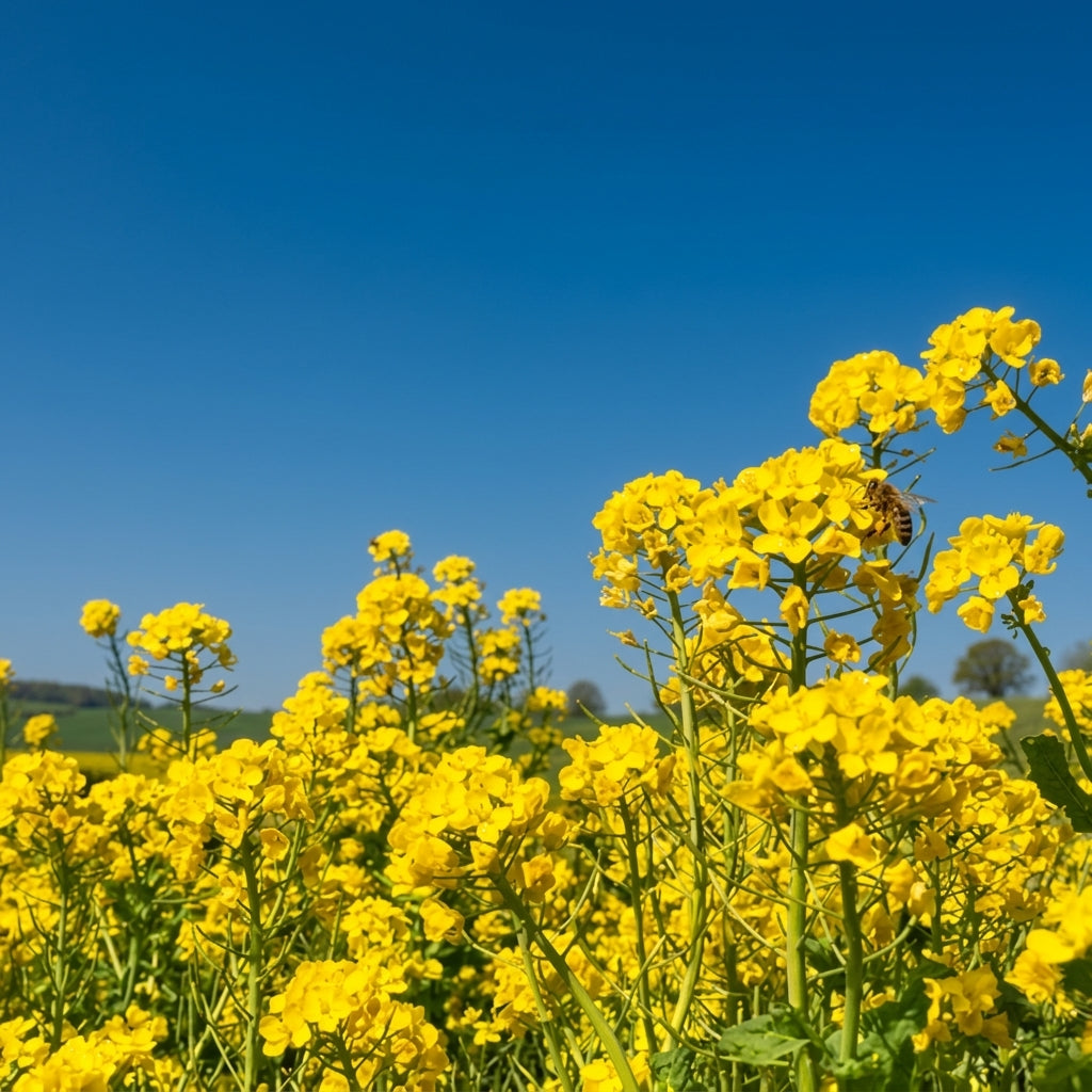 Rapeseed Brassica Seeds – Cold Tolerant Ornamental & Edible Flower Seeds
