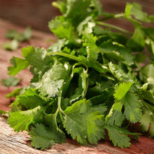 Slow Bolt Cilantro Seeds Coriandrum sativum – Aromatic Coriander Herb Seeds