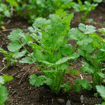 Slow Bolt Cilantro Seeds Coriandrum sativum – Aromatic Coriander Herb Seeds