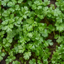Slow Bolt Cilantro Seeds Coriandrum sativum – Aromatic Coriander Herb Seeds