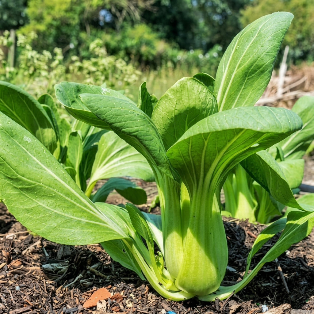Baby Bok Choy Seeds Shanghai Green Stem – Chinese Cabbage Vegetable Seeds