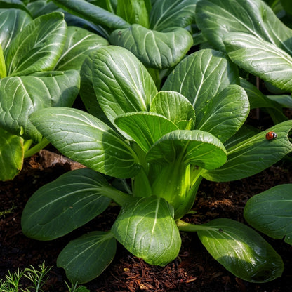 Baby Bok Choy Seeds Shanghai Green Stem – Chinese Cabbage Vegetable Seeds