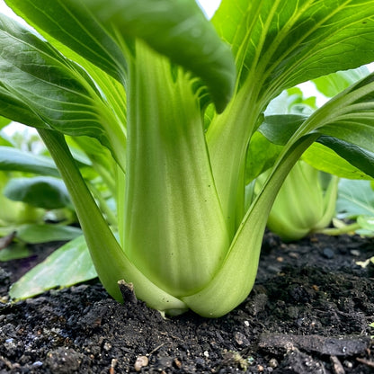 Baby Bok Choy Seeds Shanghai Green Stem – Chinese Cabbage Vegetable Seeds