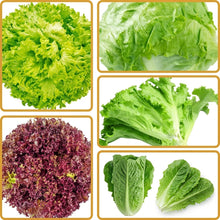 Lettuce Four Variety Mix Seeds – Heirloom Salad Greens Vegetable Seeds