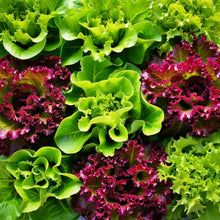 Lettuce Four Variety Mix Seeds – Heirloom Salad Greens Vegetable Seeds
