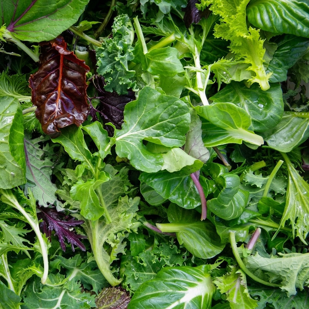 Lettuce Four Variety Mix Seeds – Heirloom Salad Greens Vegetable Seeds