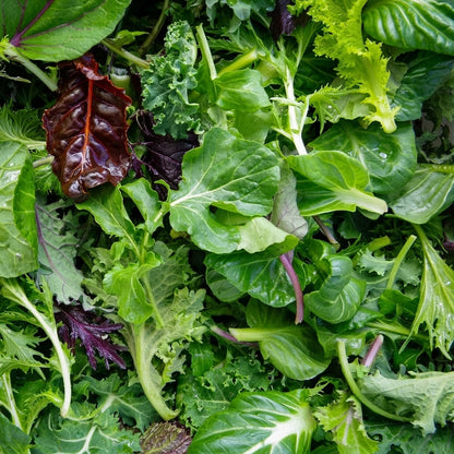 Lettuce Four Variety Mix Seeds – Heirloom Salad Greens Vegetable Seeds